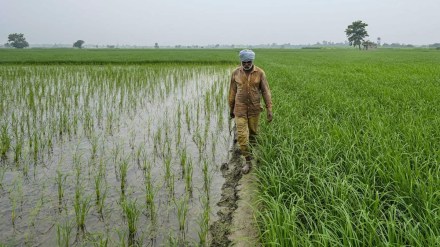 navi mumbai paddy farms loksatta news