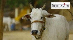 परराज्यांतील नव्हे, महाराष्ट्रातील गोवंशच आर्थिकदृष्ट्या फायदेशीर!