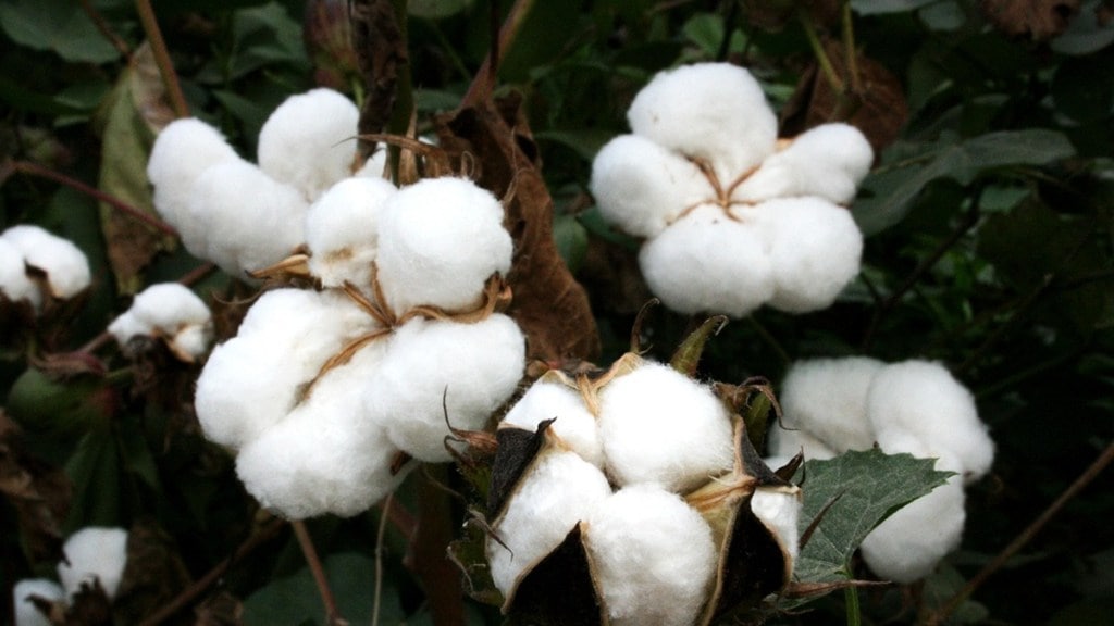 cotton industry india loksatta
