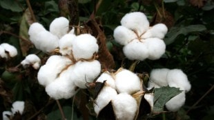 cotton industry india loksatta