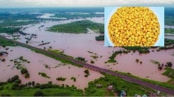 Marathwada Flood Victims KYC: पूरग्रस्तांना मदत मिळविण्यासाठी ‘केवायसी ’ अनिवार्य, तातडीच्या मदतीची ‘डाळ’ शिजेना