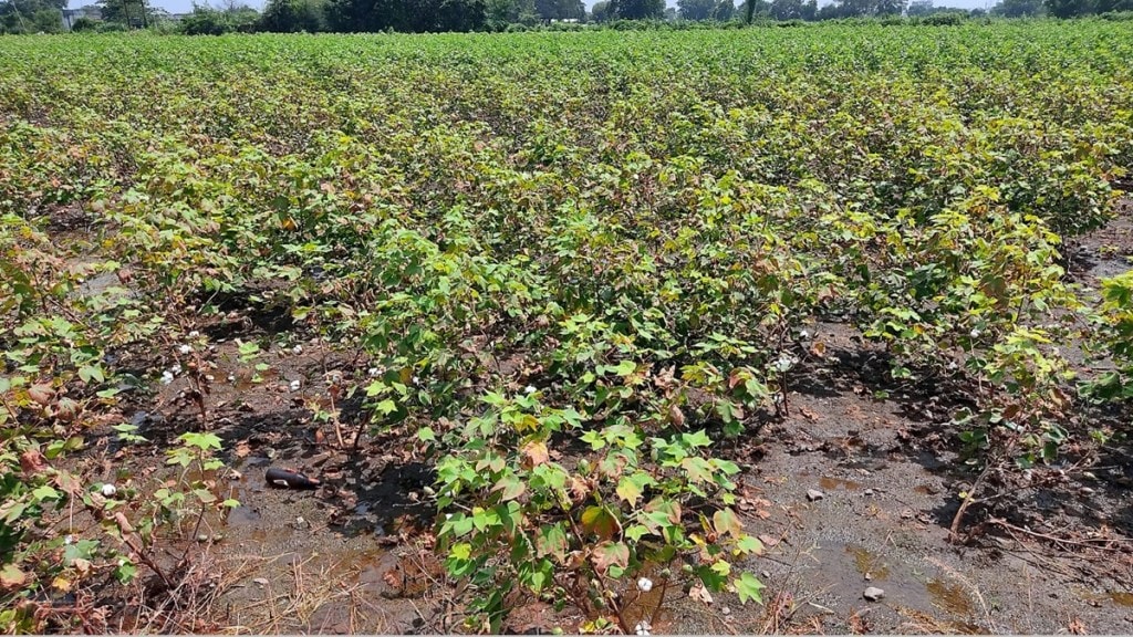 Jalgaon cotton production