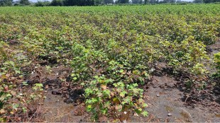 Jalgaon cotton production