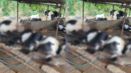 Marathwada dairy cattle dead bodies loksatta