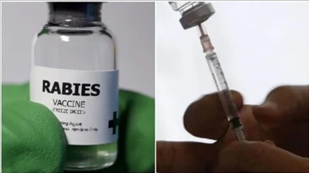 Kasturba Hospital rabies patients