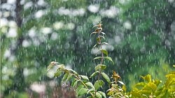 Mumbai Rain Alert: मुंबईसह ठाणे, पालघरमध्ये अतिमुसळधार पावसाचा अंदाज