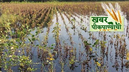 maharashtra crops damaged loksatta