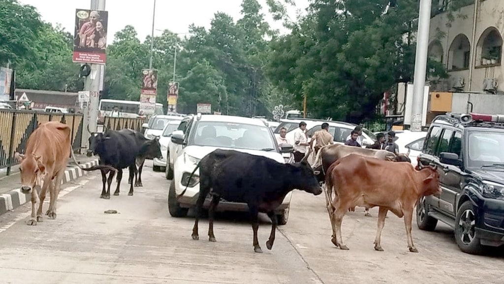 bhandara residents road accidents