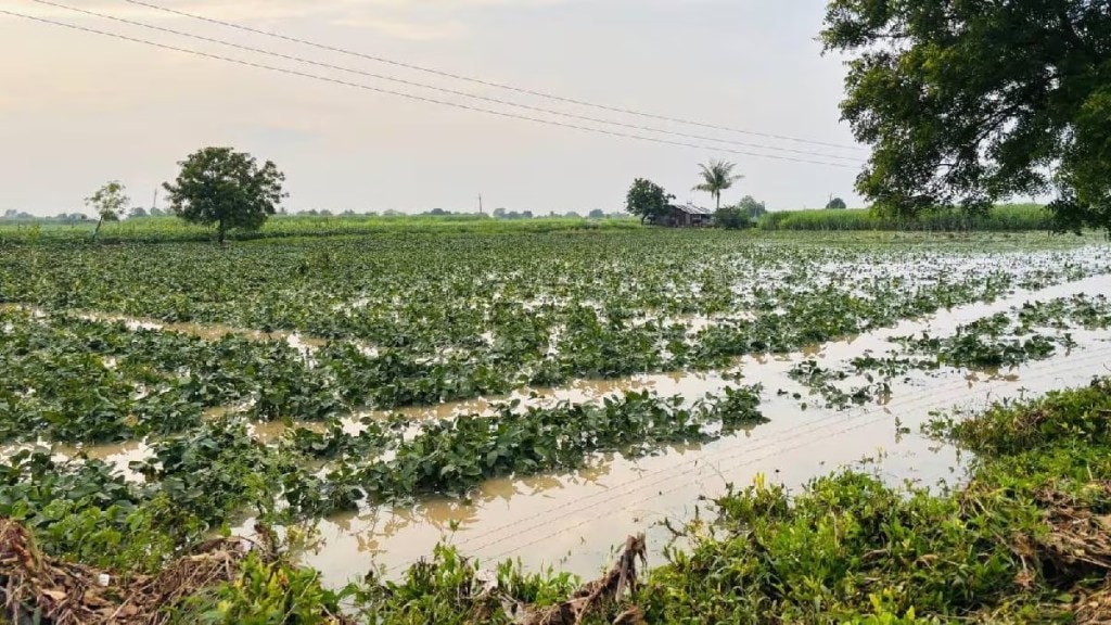hingoli rain farmer crops damaged