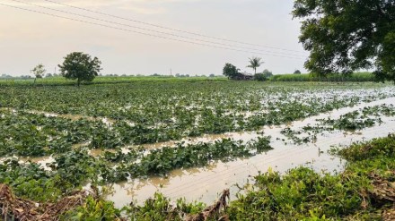 hingoli rain farmer crops damaged