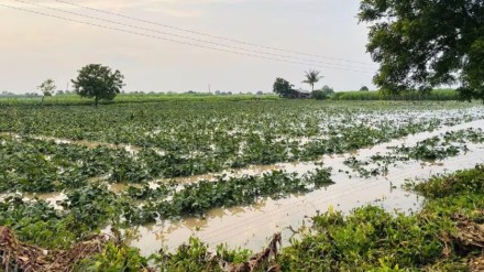 Ahilyanagar farms damage