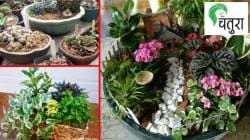 निसर्गलिपी: डिश गार्डन