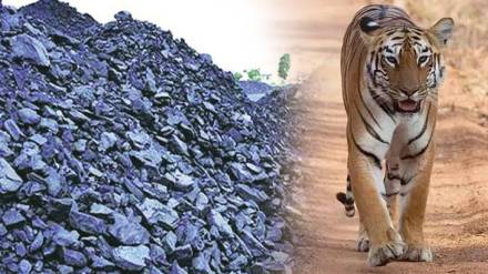 adani coal mine threatens tiger corridor in nagpur