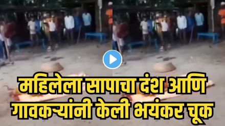 Cobra snake bite viral video