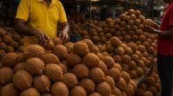 Navratri Coconut Demand: नवरात्रोत्सवात नारळ महाग; दररोज तीन लाख नारळांची विक्री