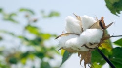 Cotton : ‘सीसीआय’ कापूस खरेदीत कमी पडल्यास शेतकऱ्यांना वाली कोण ?
