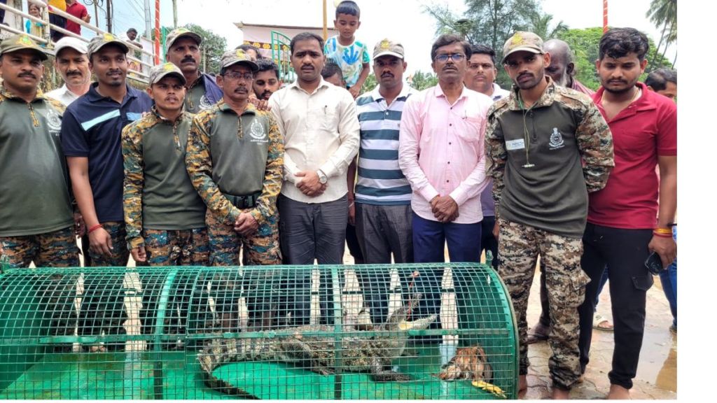 crocodile caught in sawantwadi moti lake before ganesh immersion forest department rescue