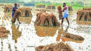 74 crores assistance to farmers affected by natural calamities