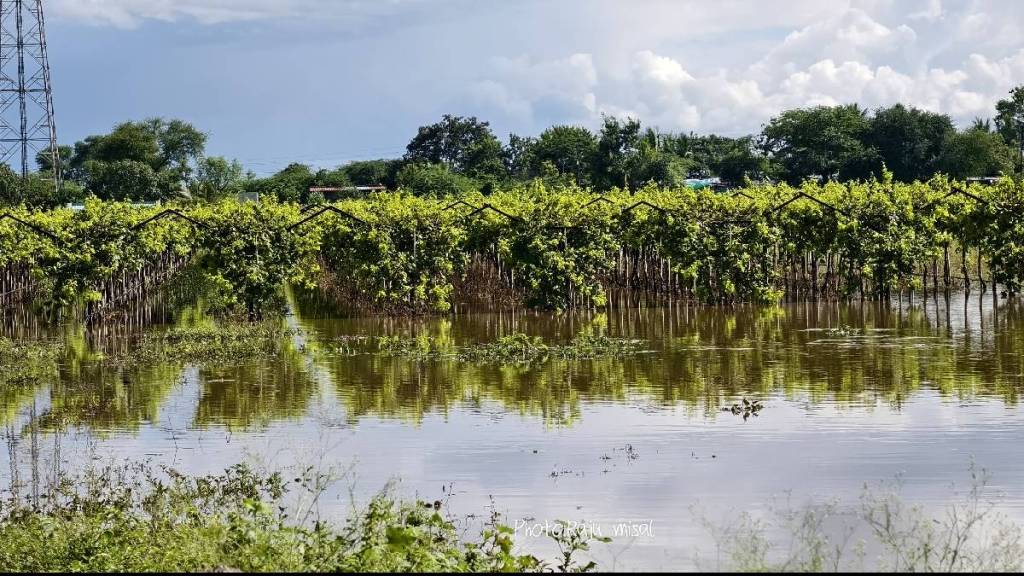 Cloudburst rain in Sangola; Water entered houses and fields