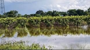 Cloudburst rain in Sangola; Water entered houses and fields