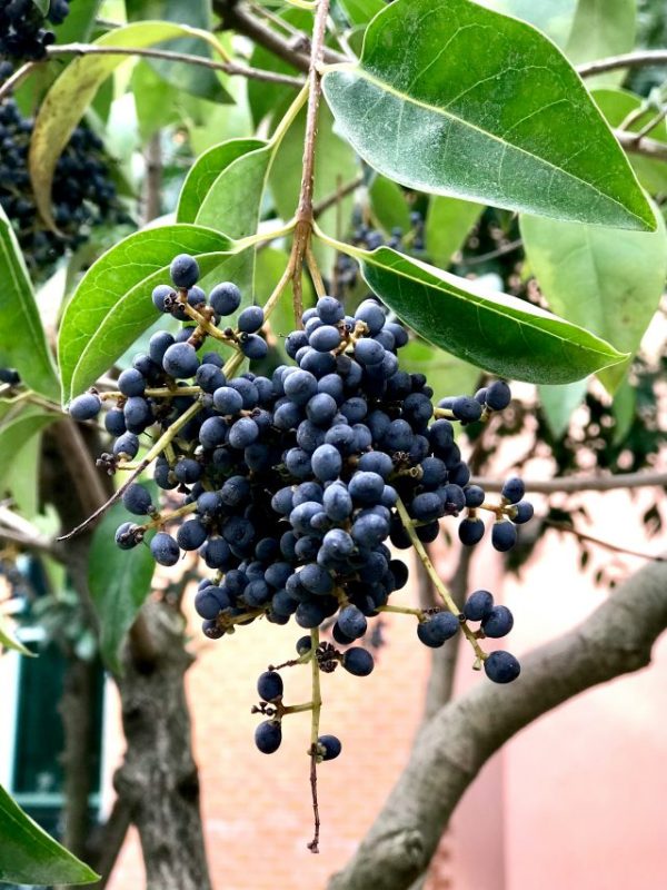 jamun health benefits