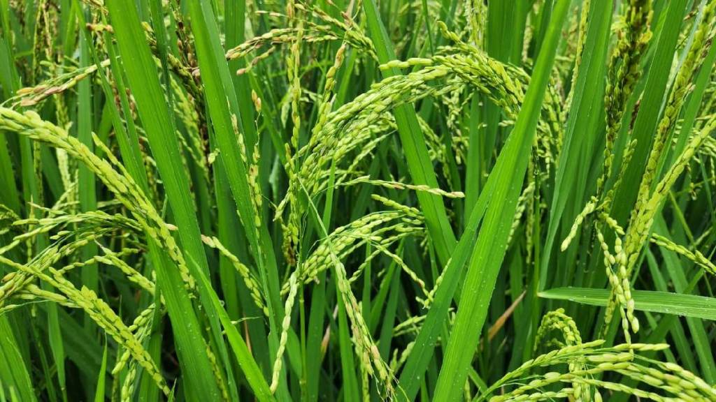 Heavy rains in the state cause damage to agriculture