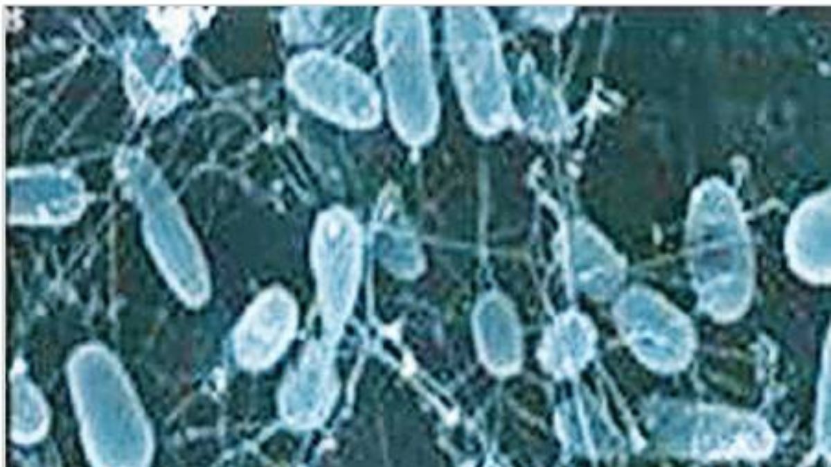 Ocean Microbacteria deep sea bacteria and marine biodiversity research hydrothermal vent ...