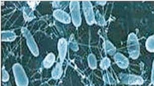 deep sea bacteria and marine biodiversity research hydrothermal vent microorganisms survival ocean depths