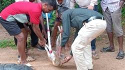 ​सावंतवाडी: प्लास्टिक बरणीत तोंड अडकलेल्या कुत्र्याची १७ दिवसांनी सुटका