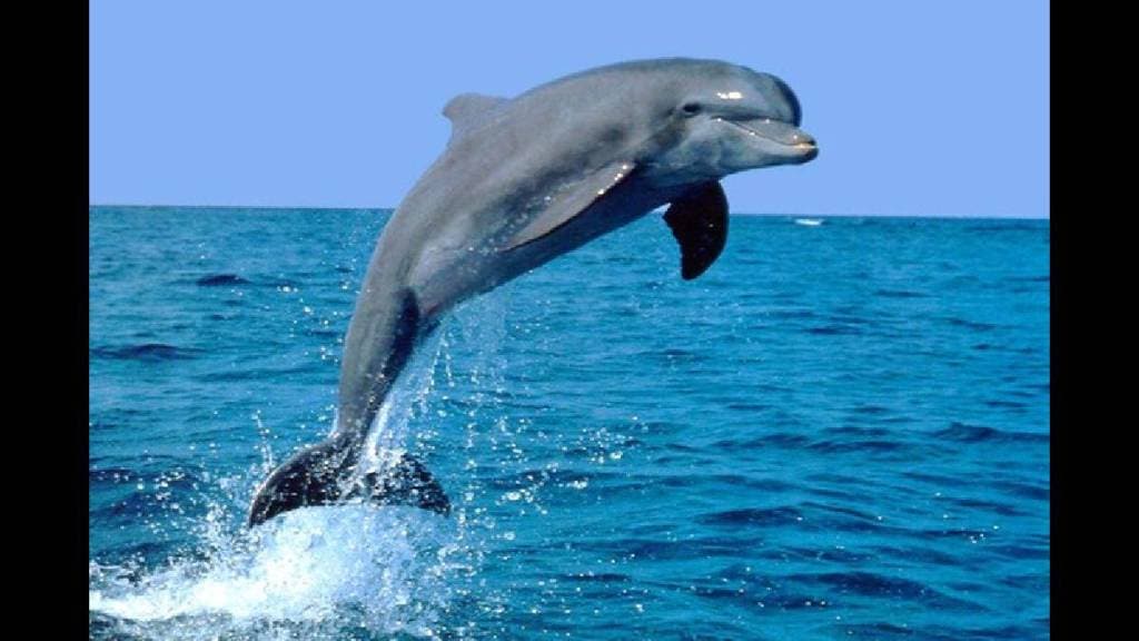 World Dolphin Day