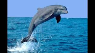 World Dolphin Day