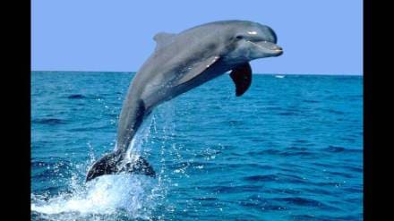 World Dolphin Day