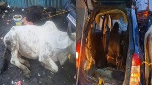 drugged animals rescued from smugglers in vasai