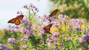 Initiative to establish butterfly gardens in various housing complexes in Mumbai city