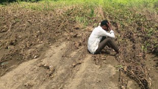 Heavy rains cause major damage to crops across Maharashtra wet drought crisis for farmers