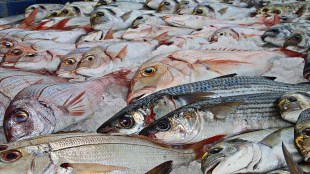 ice price hike Mumbai, fish price increase, fish storage costs, Mumbai fishermen news, fish market price rise, ice vendor meeting Mumbai,