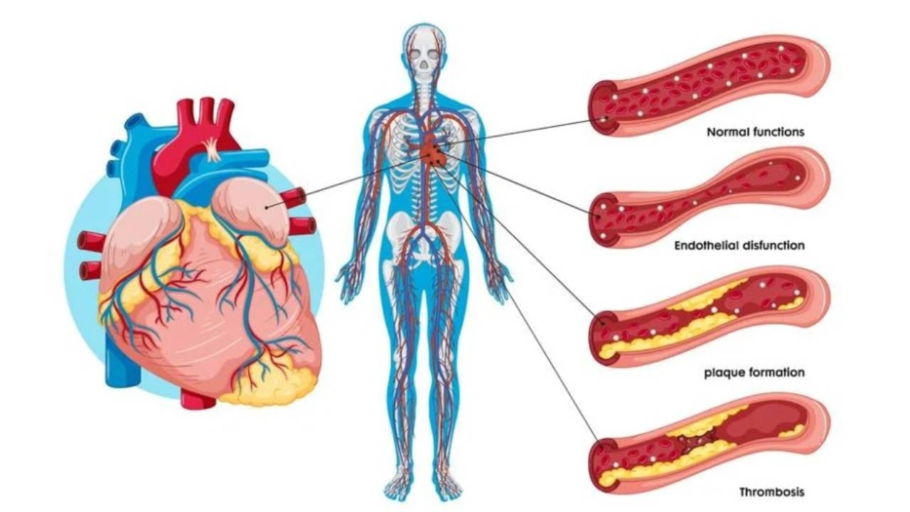 five ayurvedic remedies to improve blood circulation increase strength and keep the heart healthy