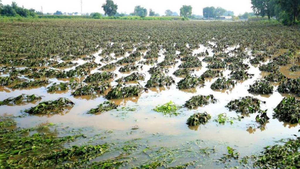 When will farmers in Maharashtra be compensated for the losses caused by heavy rains