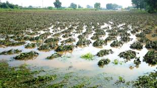 When will farmers in Maharashtra be compensated for the losses caused by heavy rains