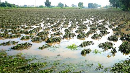When will farmers in Maharashtra be compensated for the losses caused by heavy rains