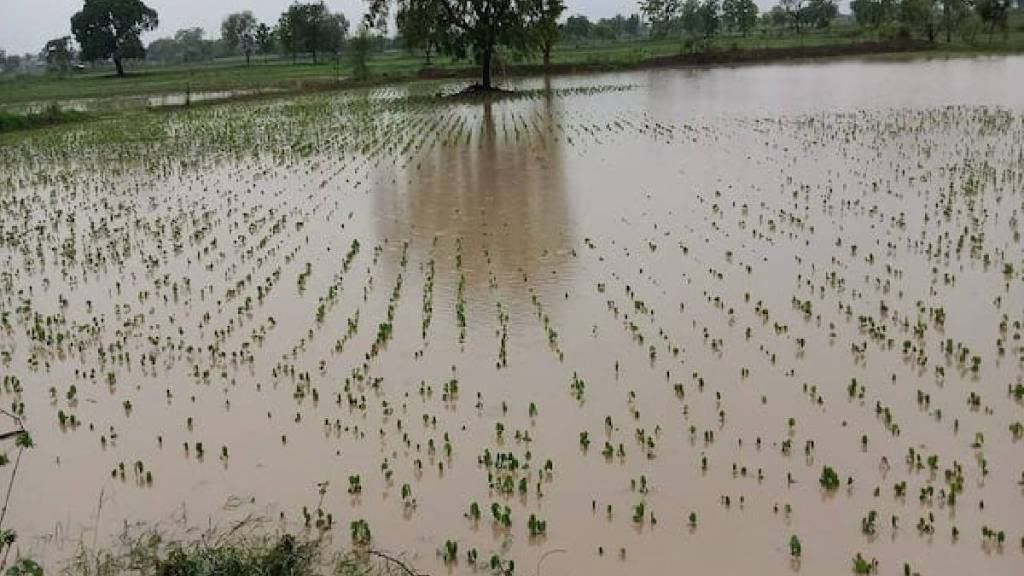 Nashik hit by heavy rains... Crops on 14 thousand hectares damaged