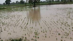 floodwaters recede in solapur
