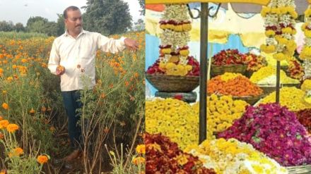 Marathwada Heavy rains ruin flower crops marigold prices soar before Dussera farmers face loss Marathwada Heavy rains ruin flower crops marigold prices soar before Dussera farmers face loss