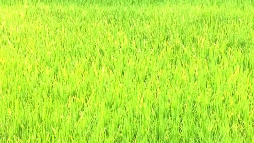 साताऱ्यातील संततधार पावसाने शेती पिवळी