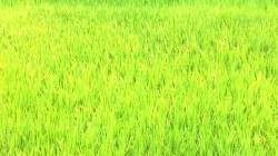 साताऱ्यातील संततधार पावसाने शेती पिवळी