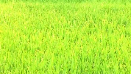 साताऱ्यातील संततधार पावसाने शेती पिवळी