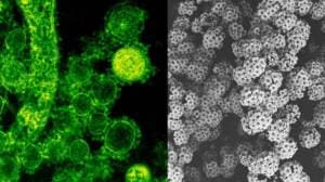 Anti-cancer fruits: कर्करोग रोखण्यास मदत करणारे ५ फळं