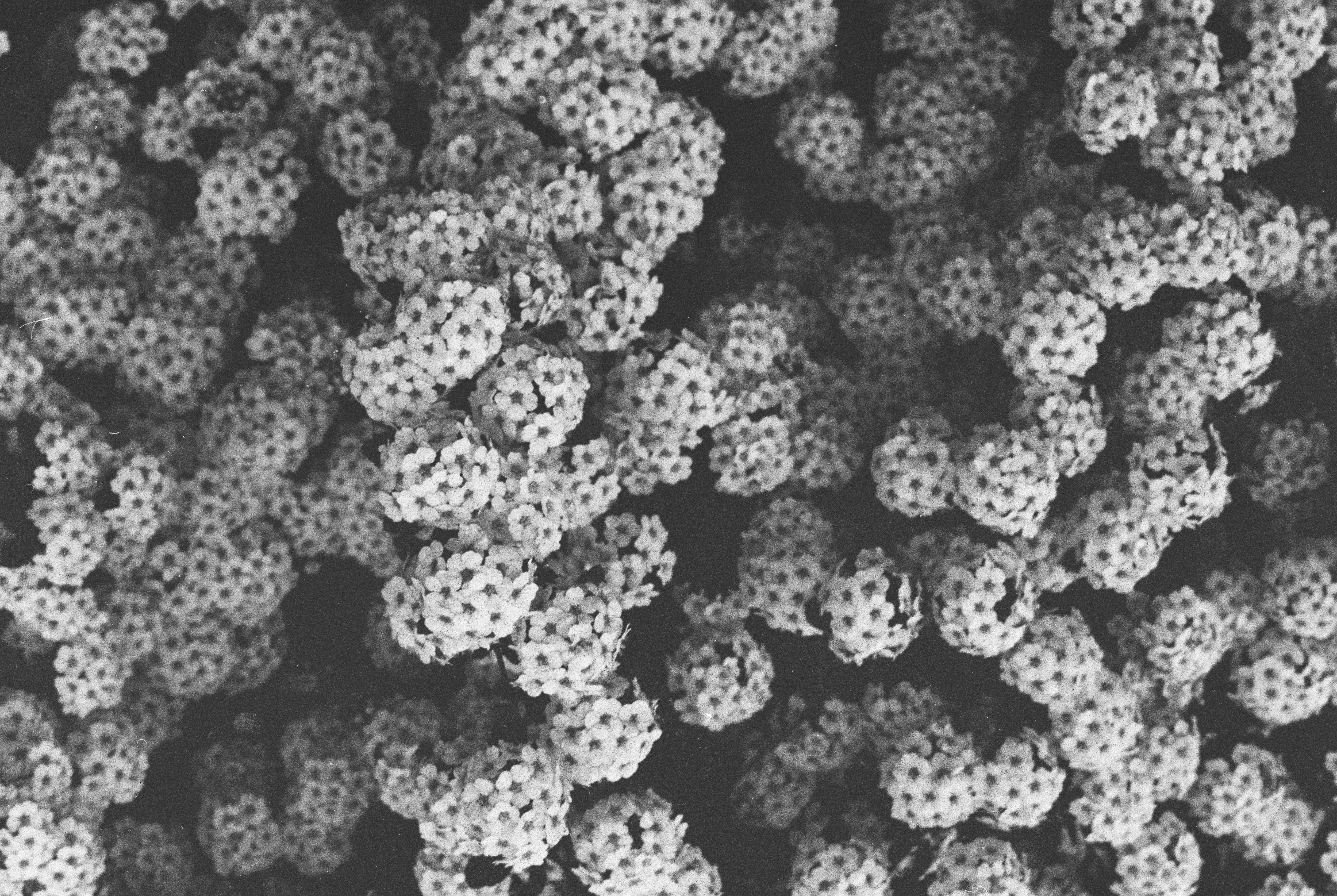 fruits that prevent cancer, anti-cancer fruits