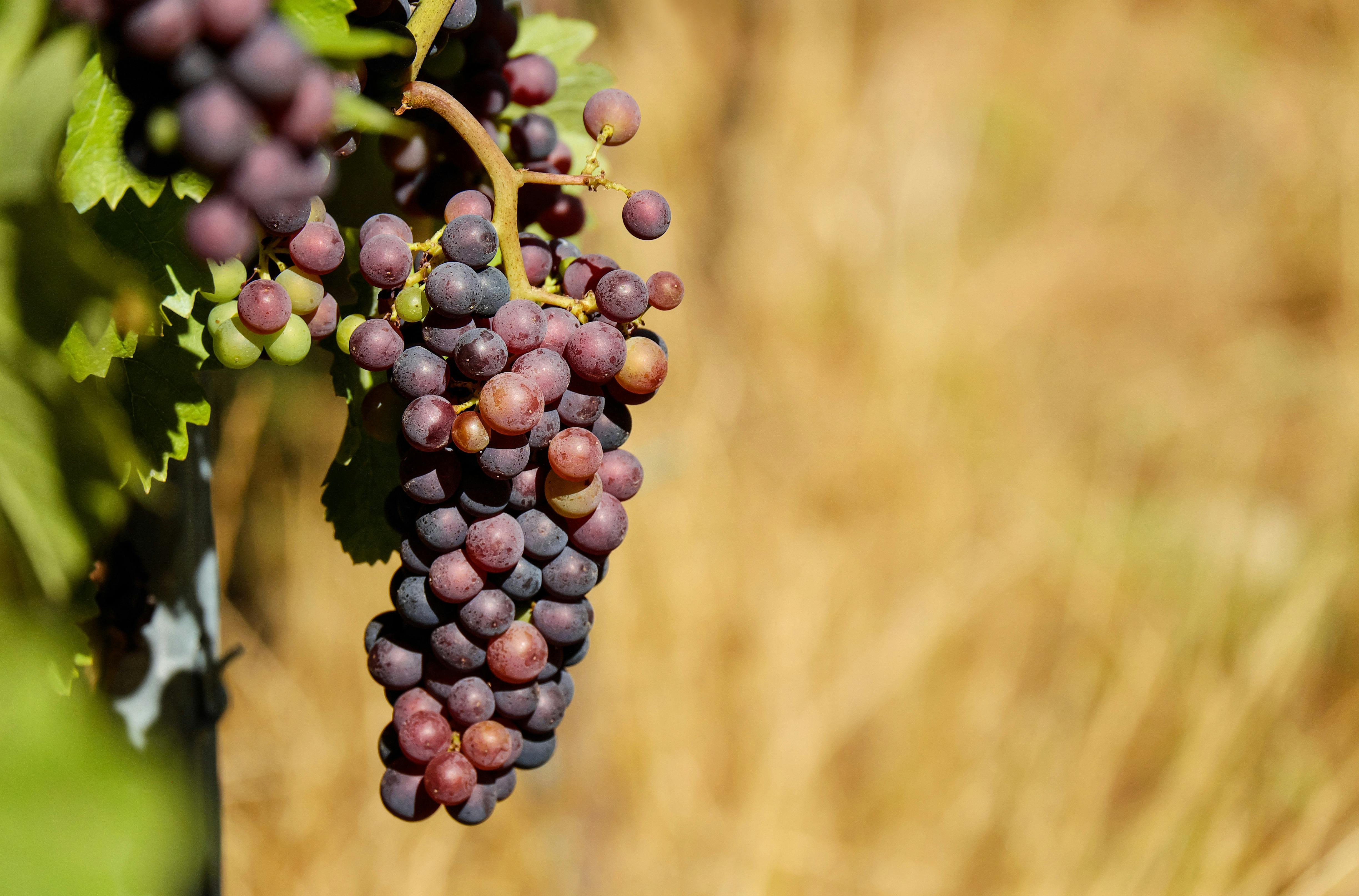 fruits that prevent cancer, anti-cancer fruits