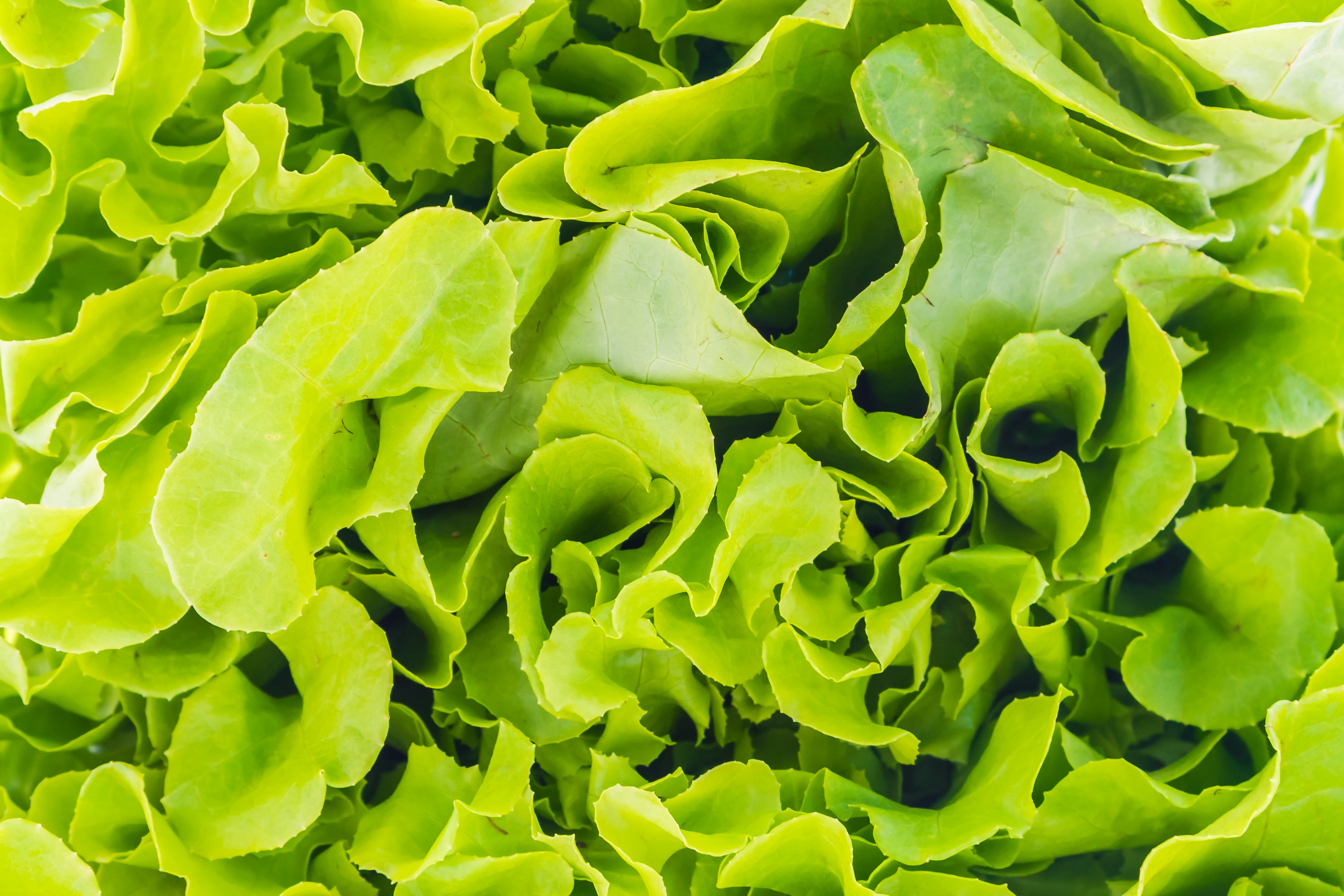 Lettuce benefits